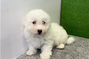 Mincus - Bichon Frise for sale