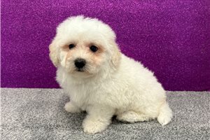 Woodrow - Bichon Frise for sale