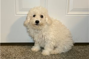 Myron - puppy for sale