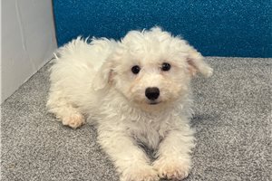 Memphis - Bichon Frise for sale