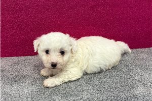 Mincus - Bichon Frise for sale