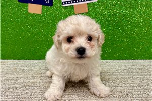 Wilson - Bichon Frise for sale