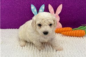 Marlena - Bichon Frise for sale