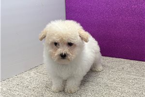 Bloom - Bichon Frise for sale