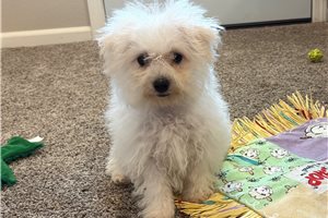 Blush - puppy for sale