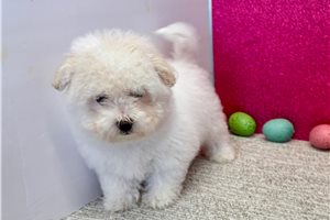 Bloom - Bichon Frise for sale