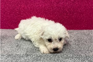 Myron - Bichon Frise for sale