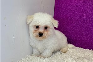 Walter - Bichon Frise for sale