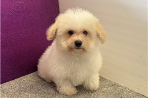William - Bichon Frise for sale