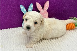 Murphy - Bichon Frise for sale