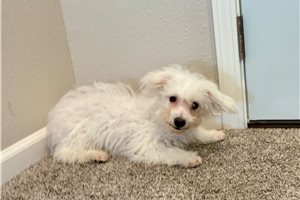 Bennett - Bichon Frise for sale