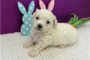 Marlon - Bichon Frise for sale