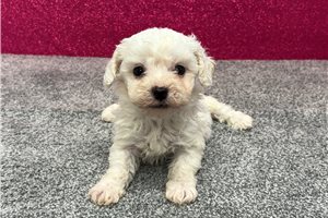 Monty - puppy for sale