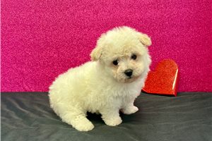 Blossom - Bichon Frise for sale