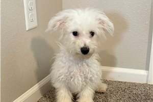 Bennett - Bichon Frise for sale
