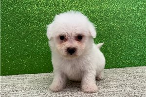 Bennett - Bichon Frise for sale