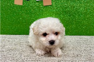 Wynette - Bichon Frise for sale