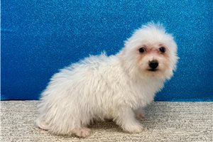 Bennett - Bichon Frise for sale