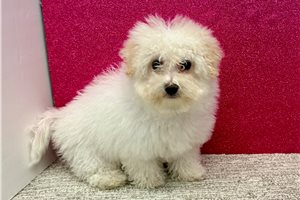 Bloom - Bichon Frise for sale