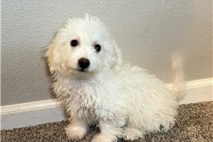 Matthew - puppy for sale