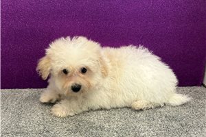 Wilson - Bichon Frise for sale