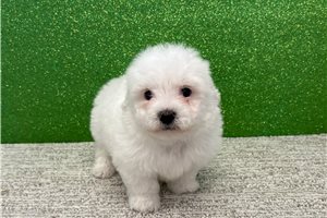 Marlon - Bichon Frise for sale