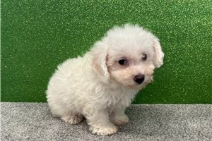 Marcus - Bichon Frise for sale