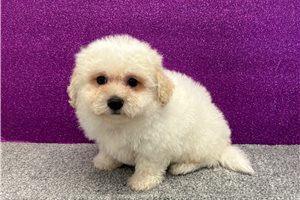 William - Bichon Frise for sale