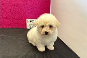 Bloom - Bichon Frise for sale