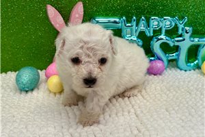 Bella - Bichon Frise for sale