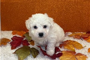 Wyatt - Bichon Frise for sale