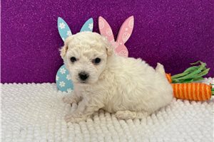 Montana - Bichon Frise for sale