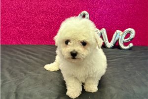 Blush - Bichon Frise for sale