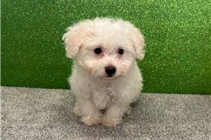Matthew - Bichon Frise for sale