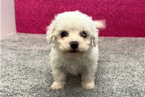 Merry - puppy for sale
