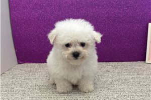 Blush - Bichon Frise for sale