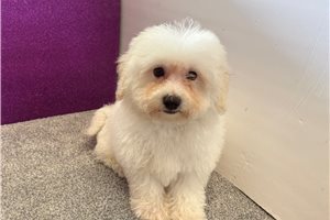 Woodrow - Bichon Frise for sale