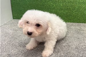 Memphis - Bichon Frise for sale