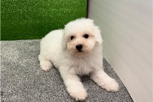 Merry - Bichon Frise for sale