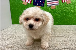William - Bichon Frise for sale