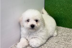 Marlon - Bichon Frise for sale