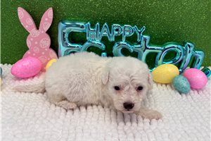 Bennett - Bichon Frise for sale