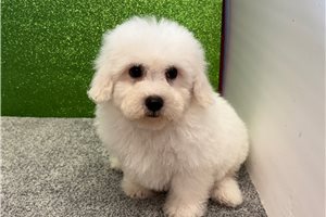 Myron - Bichon Frise for sale