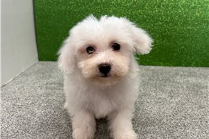 Monty - Bichon Frise for sale