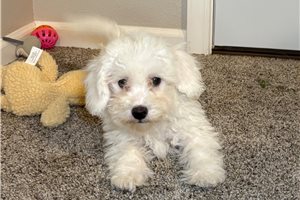 Monty - puppy for sale