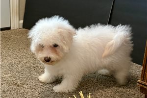 Benjamin - Bichon Frise for sale