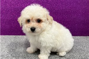 Wilson - Bichon Frise for sale
