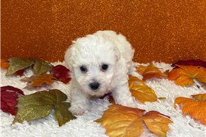 Wilma - Bichon Frise for sale