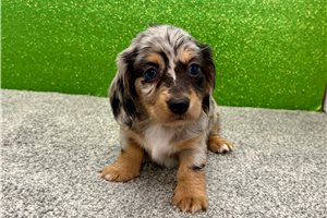 Nivea - Dachshund, Mini for sale