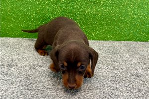 Plato - Dachshund, Mini for sale